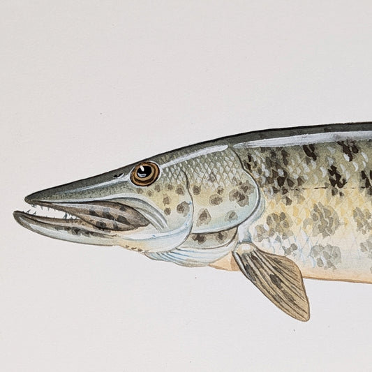 Close-up of muskellunge watercolor showing detailed scales, eye, and elongated jaw in gouache painting