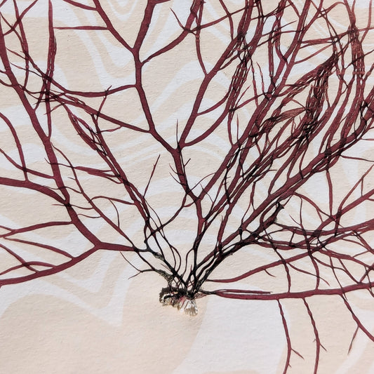 Detailed view of red-brown Dumontia seaweed pressed on marbled peach paper, showing delicate frond structure over tide-like ink patterns.