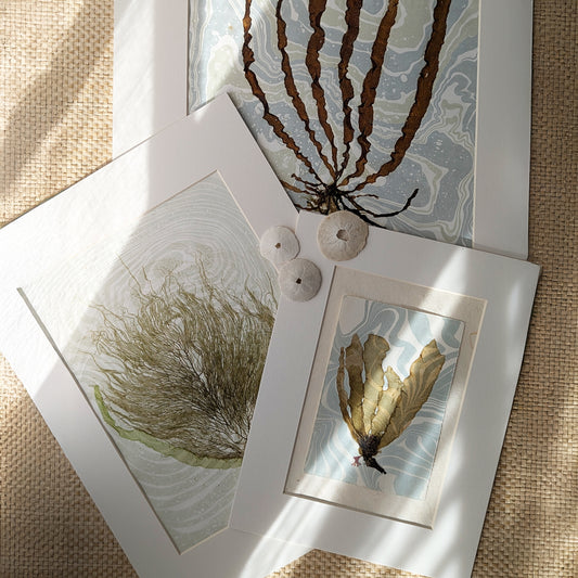 Pressed seaweed artwork on marbled paper, styled with other pieces in the ‘Pressed by the Sea’ series and sand dollars on woven natural background.