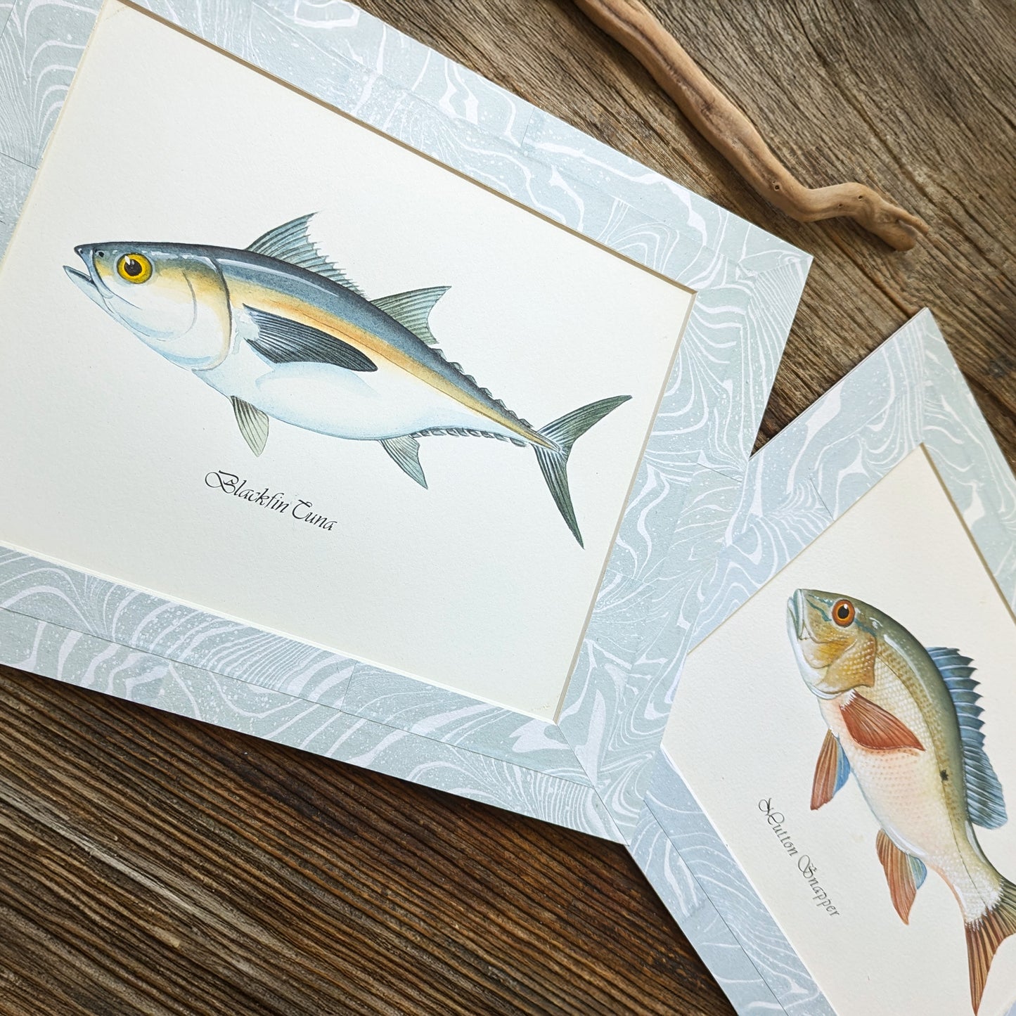 Blackfin Tuna and Mutton Snapper gouache paintings displayed side by side with marbled mats.
