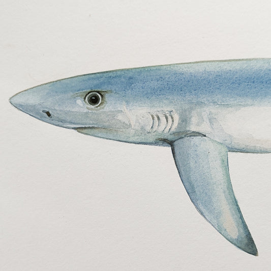 Detail of Great Blue Shark head and fin, showing gouache brushwork and shading.