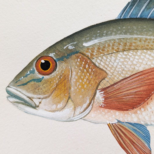 Detail of Mutton Snapper head in gouache watercolor showing multi colors , scale details, and brushwork.