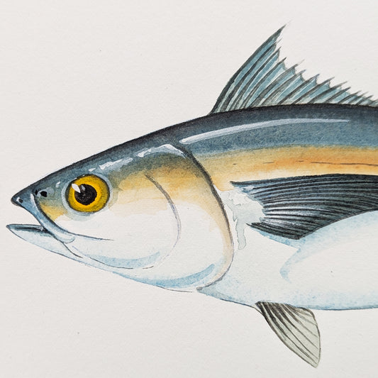 Detail of Blackfin Tuna watercolor showing colors and brushwork.