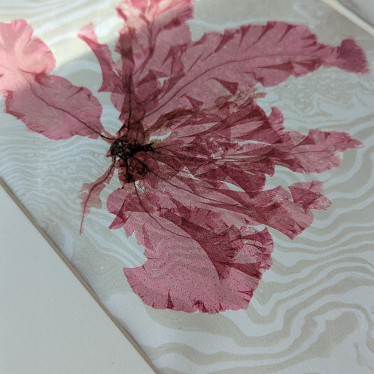Detail of pressed ruby seaweed over swirling pale dusty sand suminagashi background, highlighting delicate translucent leaf texture and inked water patterns.