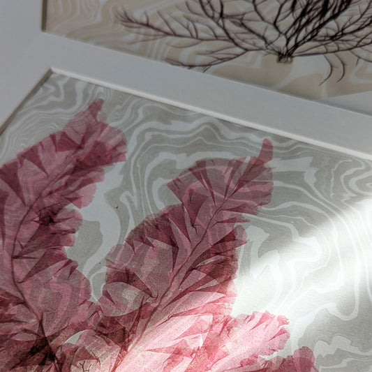 Close-up of crimson seaweed pressed over swirling suminagashi paper, showing delicate veins and transparent texture against marbled ink lines.