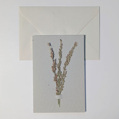 Dunegrass variant of Poetry in Bloom botanical notecard featuring three pressed coastal grass stems on handmade wildflower seed paper.