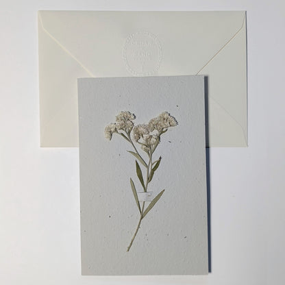 Sea Myrtle plantable botanical notecard with a pressed white flowering stem, paired with an embossed ivory Fabriano Medioevalis envelope.
