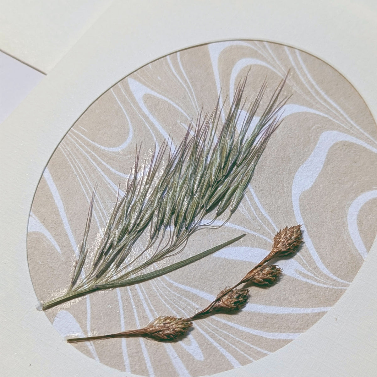 close-up  of Walking Dunes Wisp pressed flora notecard featuring fine wispy grass and seed heads over flowing neutral hand-marbled Suminagashi paper.