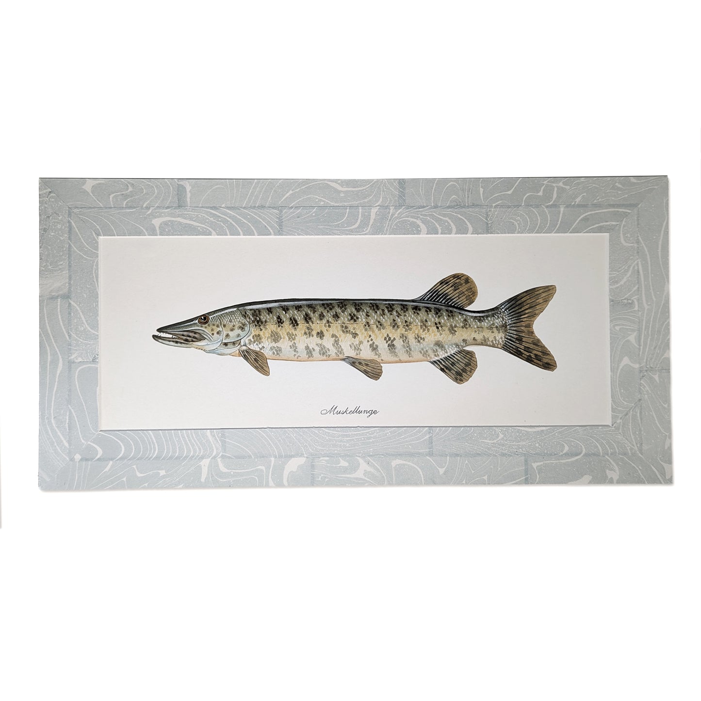 Muskellunge fish watercolor painting with hand-marbled blue suminagashi mat, horizontal original artwork by Cedar y Sand