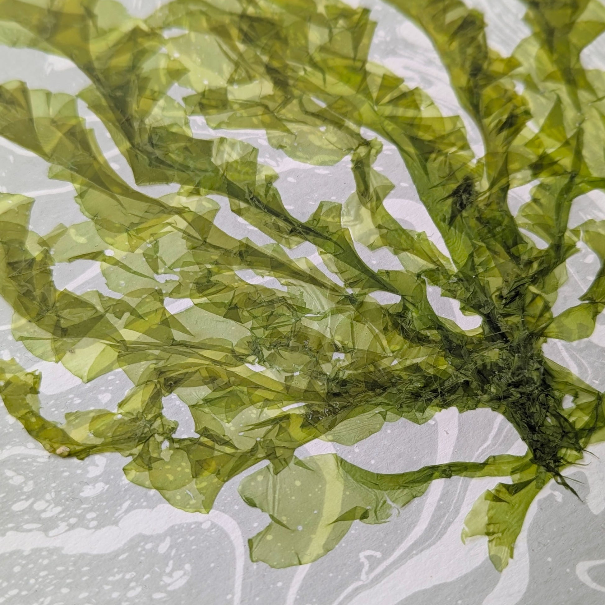 Close-up detail of translucent Ulva sea lettuce blades showing layered textures and natural variations against handmade suminagashi marbling.