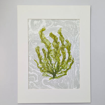 Green Current pressed sea lettuce artwork mounted on pale blue-gray suminagashi marbled paper and professionally matted to 12 x 16 inches.