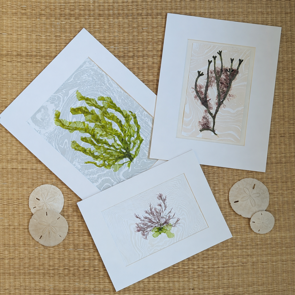 Pressed by the Sea collection featuring Green Current alongside other East Hampton seaweed specimens mounted on handmade suminagashi paper.