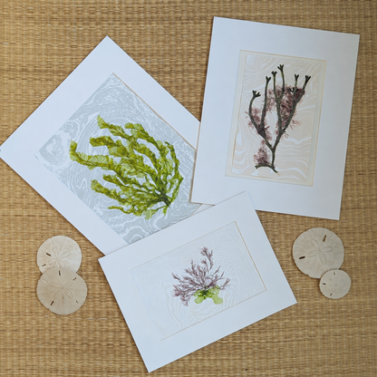 Pressed by the Sea collection featuring Green Current alongside other East Hampton seaweed specimens mounted on handmade suminagashi paper.