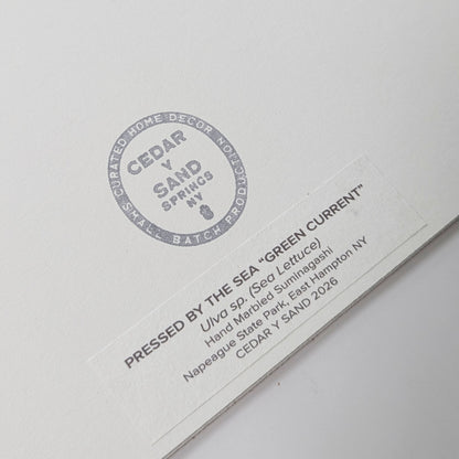 Reverse label identifying Green Current, a Pressed by the Sea artwork featuring Ulva sea lettuce collected at Napeague State Park in East Hampton, NY.