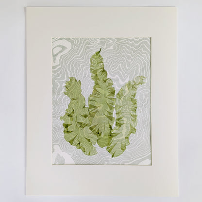 Pressed sea lettuce seaweed artwork (Ulva lactuca) on green-toned suminagashi marbled paper, matted and ready to frame