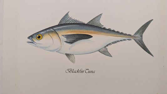Blackfin Tuna Watercolor Painting