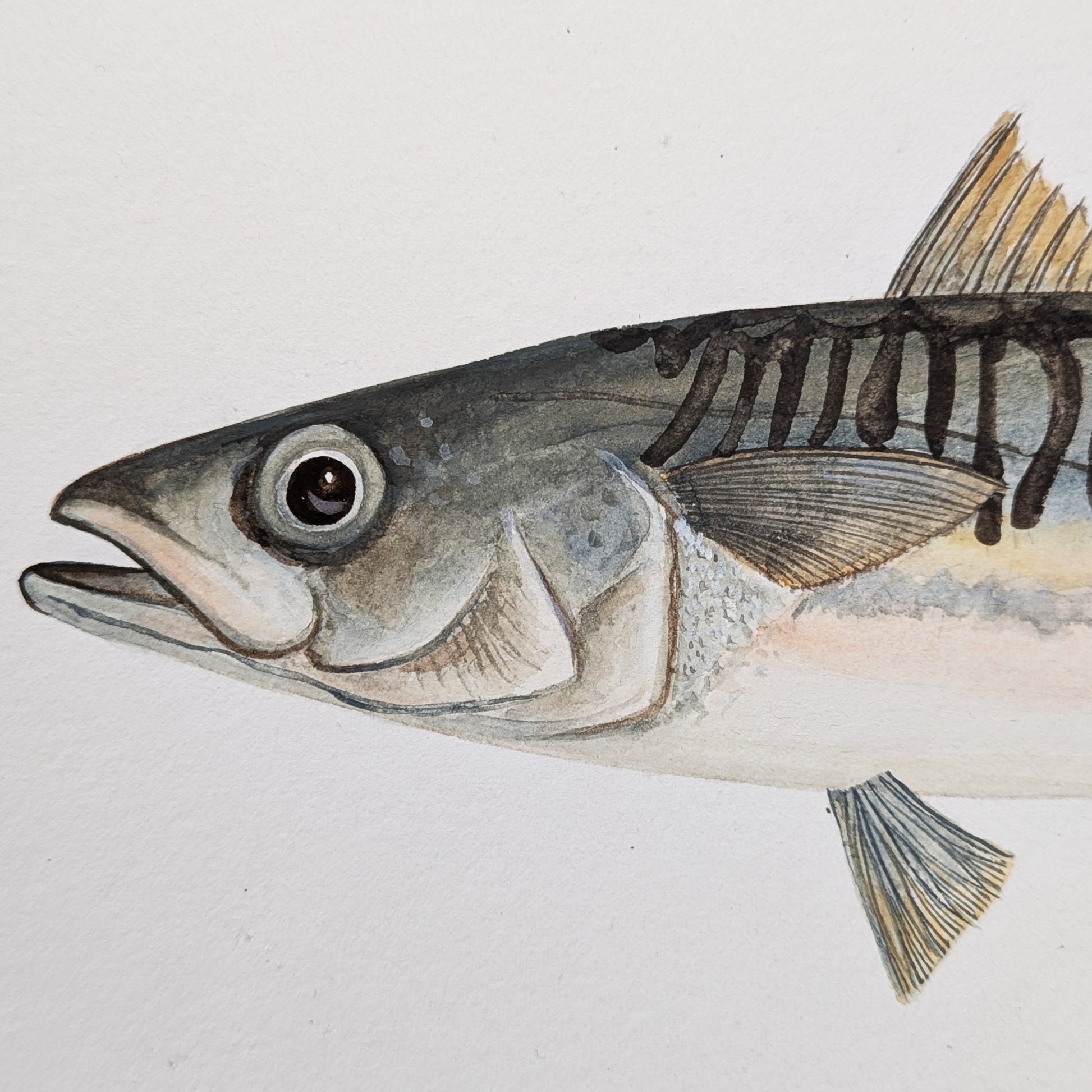 Detail of the Mackerel’s head showing lifelike gouache rendering, expressive eye, and delicate scale work.