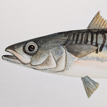 Detail of the Mackerel’s head showing lifelike gouache rendering, expressive eye, and delicate scale work.