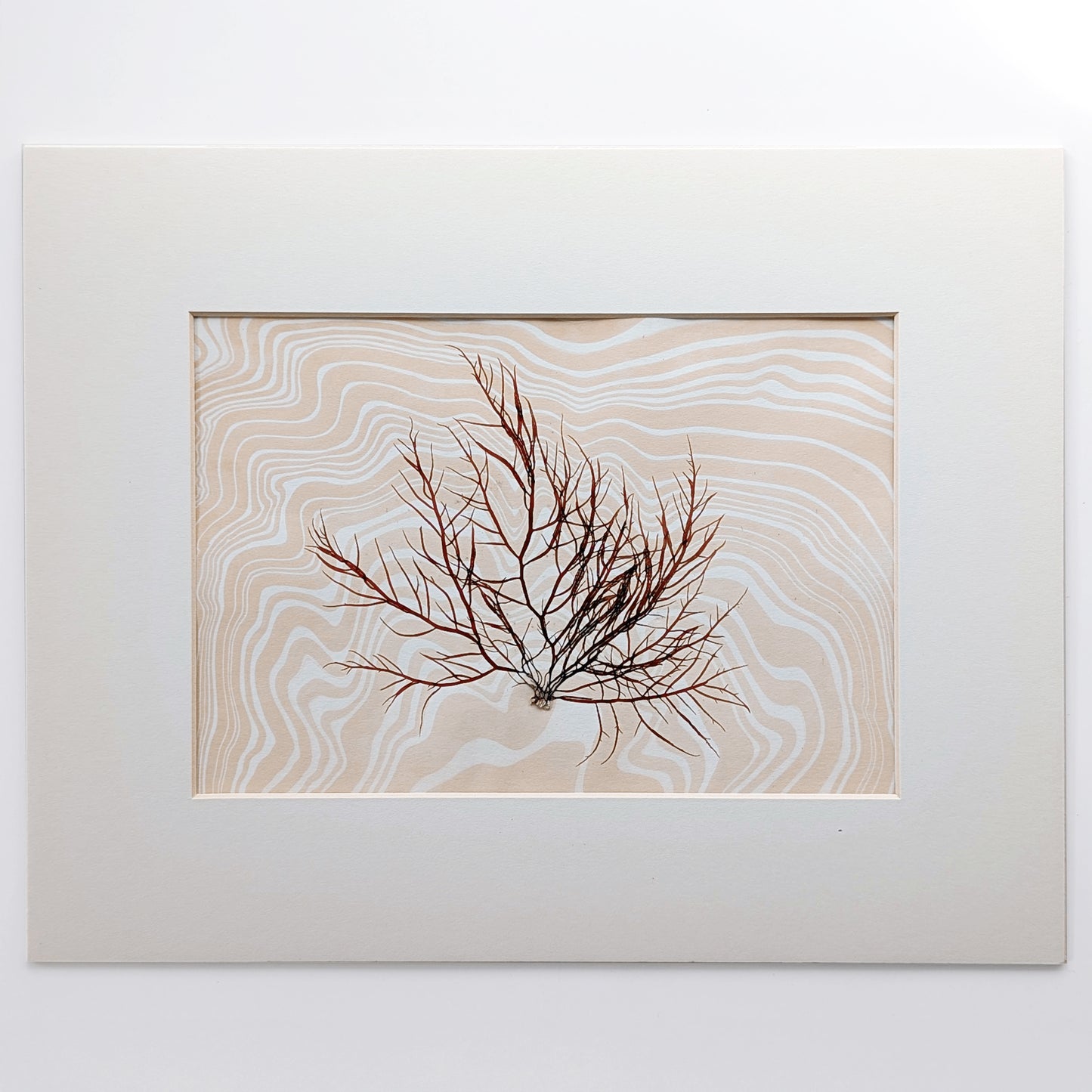 Pressed Dumontia seaweed layered over hand-marbled suminagashi paper in sandy peach coral and off white tones, matted in archival off white.