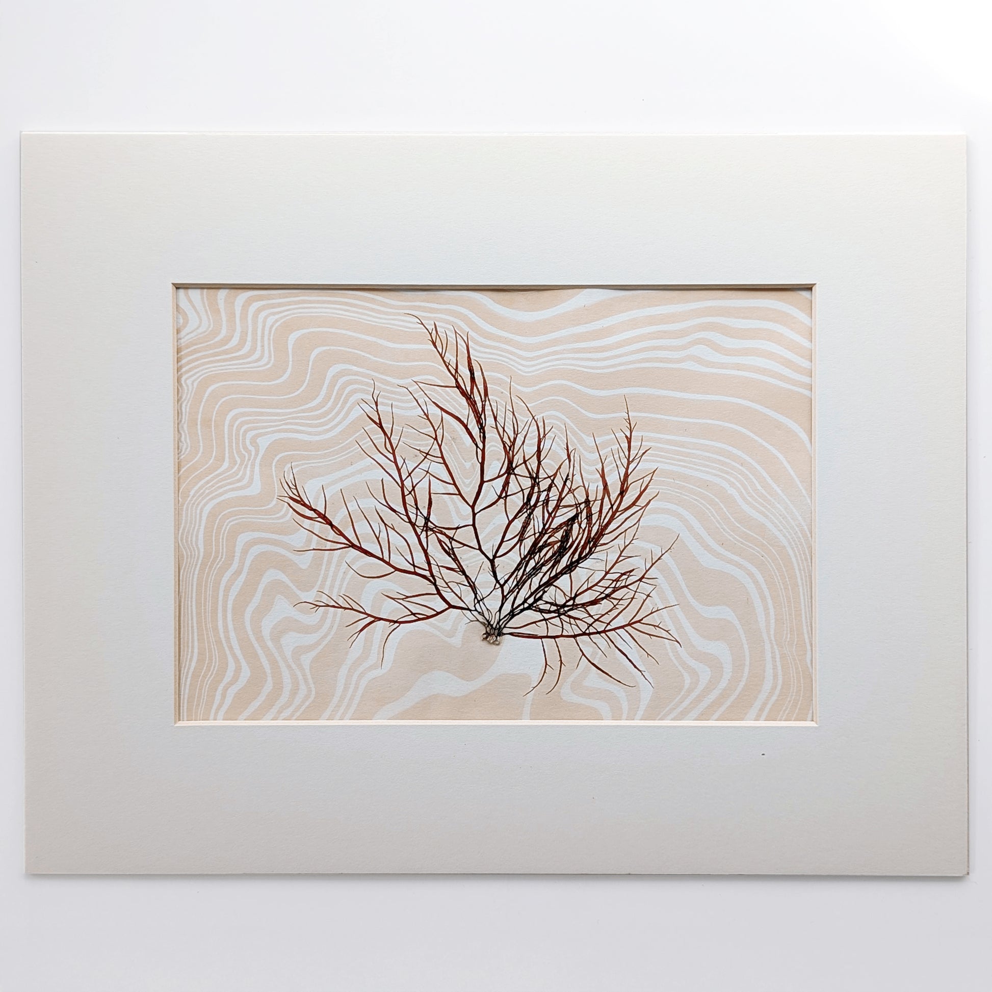 Pressed Dumontia seaweed layered over hand-marbled suminagashi paper in sandy peach coral and off white tones, matted in archival off white.