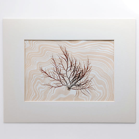 Pressed Dumontia seaweed layered over hand-marbled suminagashi paper in sandy peach coral and off white tones, matted in archival off white.