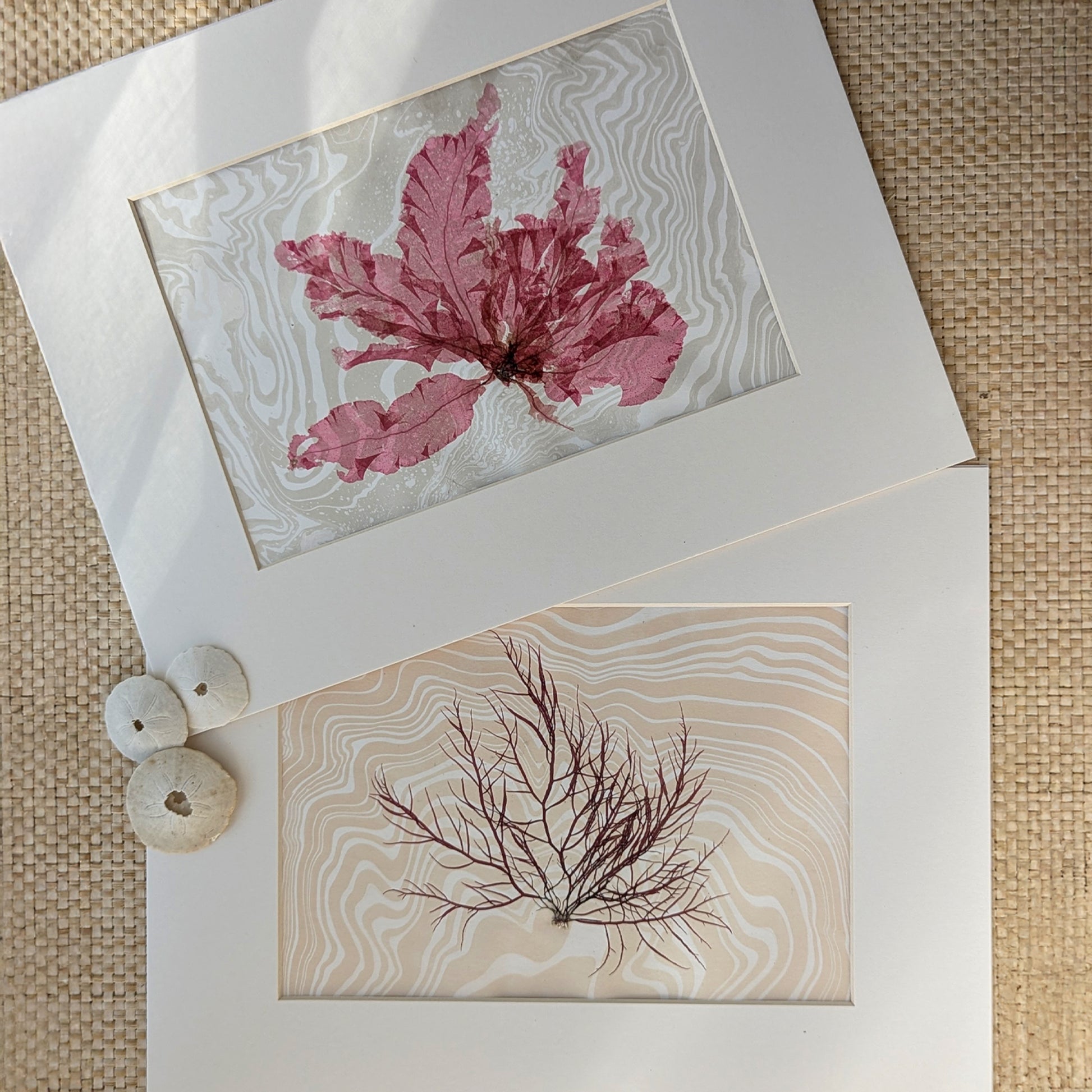 Pressed marine botanical artworks from the Pressed by the Sea series, including Dumontia and a ruby colored sea flora, styled with natural textures and sand dollars.