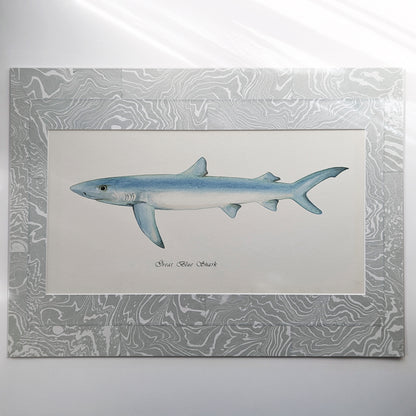 Great Blue Shark gouache watercolor painting matted in a cool gray and ivory suminagashi marbled mat.