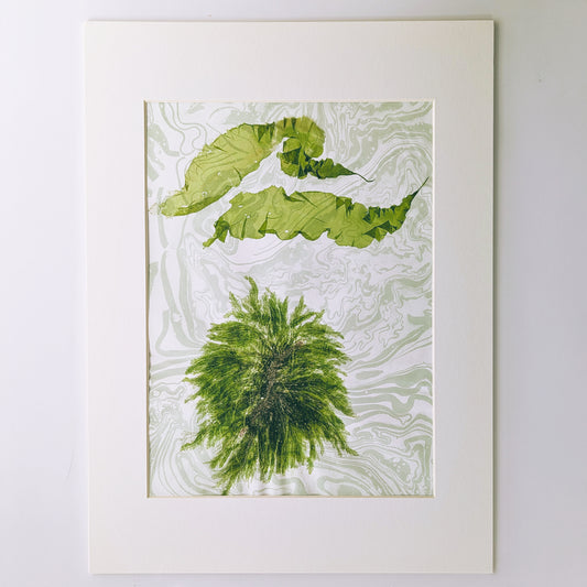 matted pressed seaweed art featuring green palm-like seaweed below two curling ocean-cloud seaweed forms on soft celadon marbled paper.
