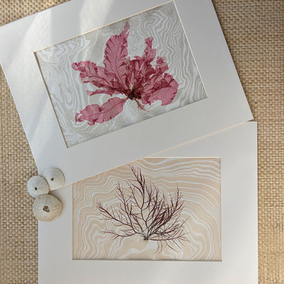 Detail of pressed ruby seaweed over swirling  dusty sand suminagashi background, highlighting delicate leaf texture and inked water patterns.”