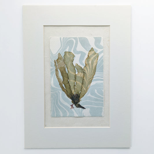 Pressed kelp specimen layered over hand-marbled suminagashi paper in soft tide blue and off white tones, matted in archival off white