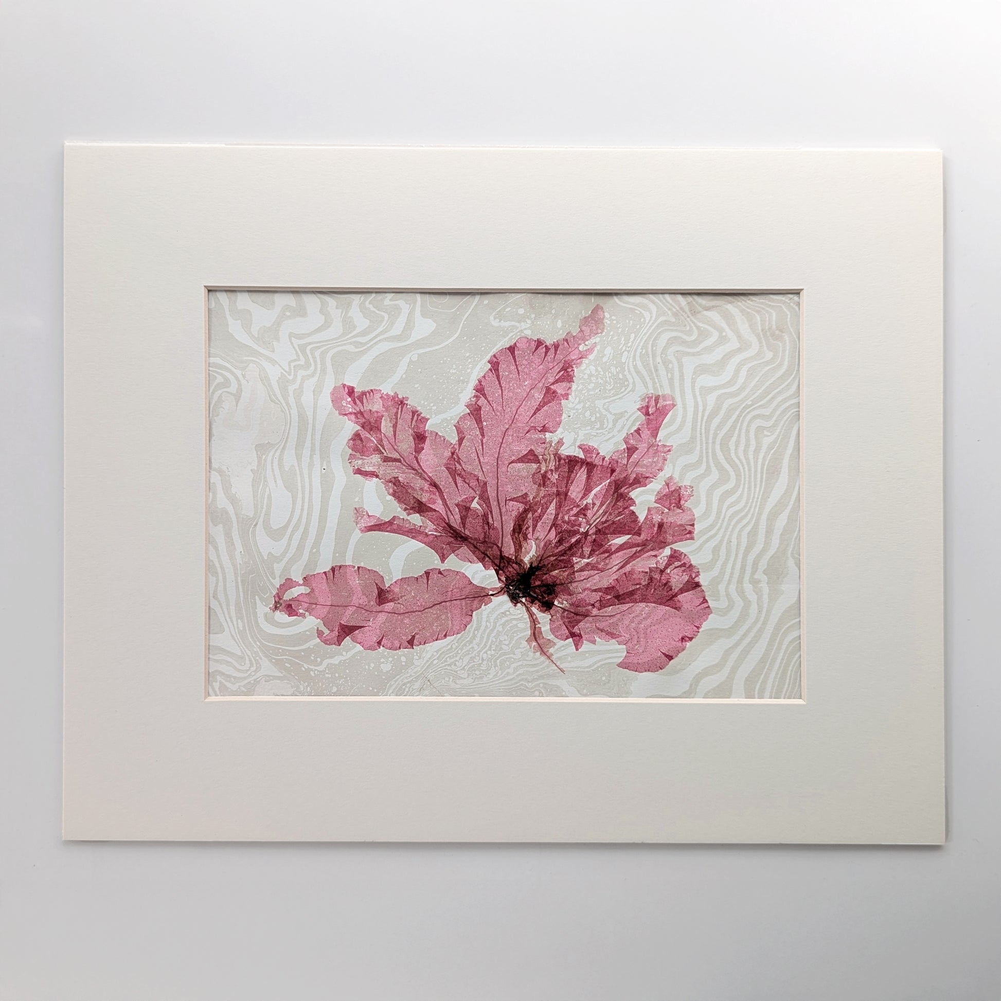 Pressed crimson seaweed in horizontal layout mounted on suminagashi marbled paper, in 14x11 archival off white mat.