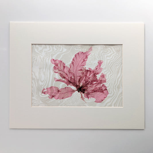 Pressed crimson seaweed in horizontal layout mounted on suminagashi marbled paper, in 14x11 archival off white mat.