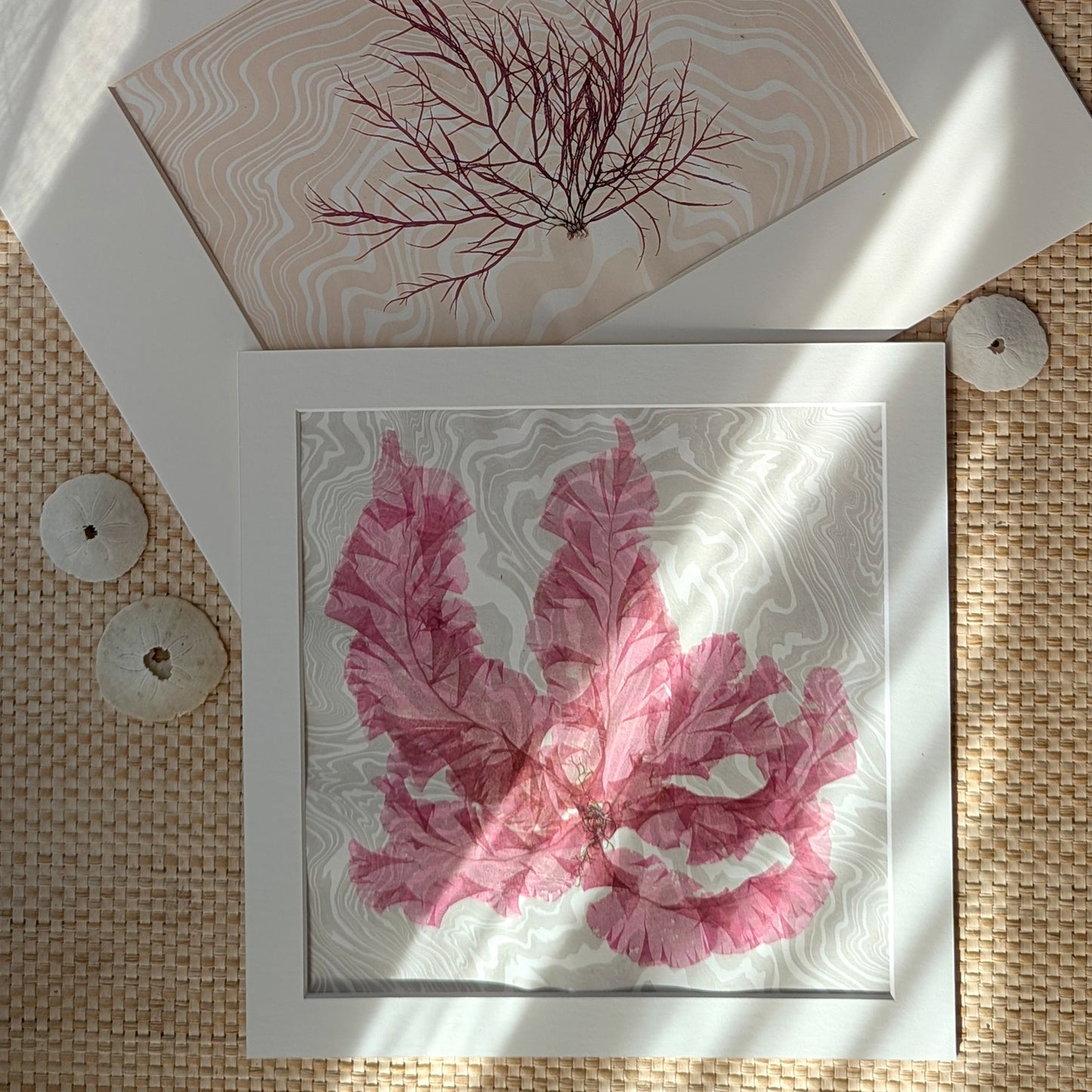 Pressed seaweed artworks from the Pressed by the Sea collection, including Sammys Beach Ruby II, styled with sand dollars and warm light.