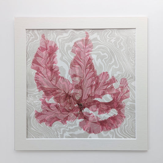 Pressed ruby red seaweed arranged on grey-white suminagashi marbled paper, matted in a square 10x10" archival off white mat.