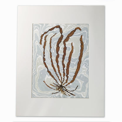 Pressed umber seaweed specimen with jagged ribbons on a two-tone suminagashi background, vertically mounted in a 12x16 mat.