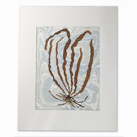 Pressed umber seaweed specimen with jagged ribbons on a two-tone suminagashi background, vertically mounted in a 12x16 mat.