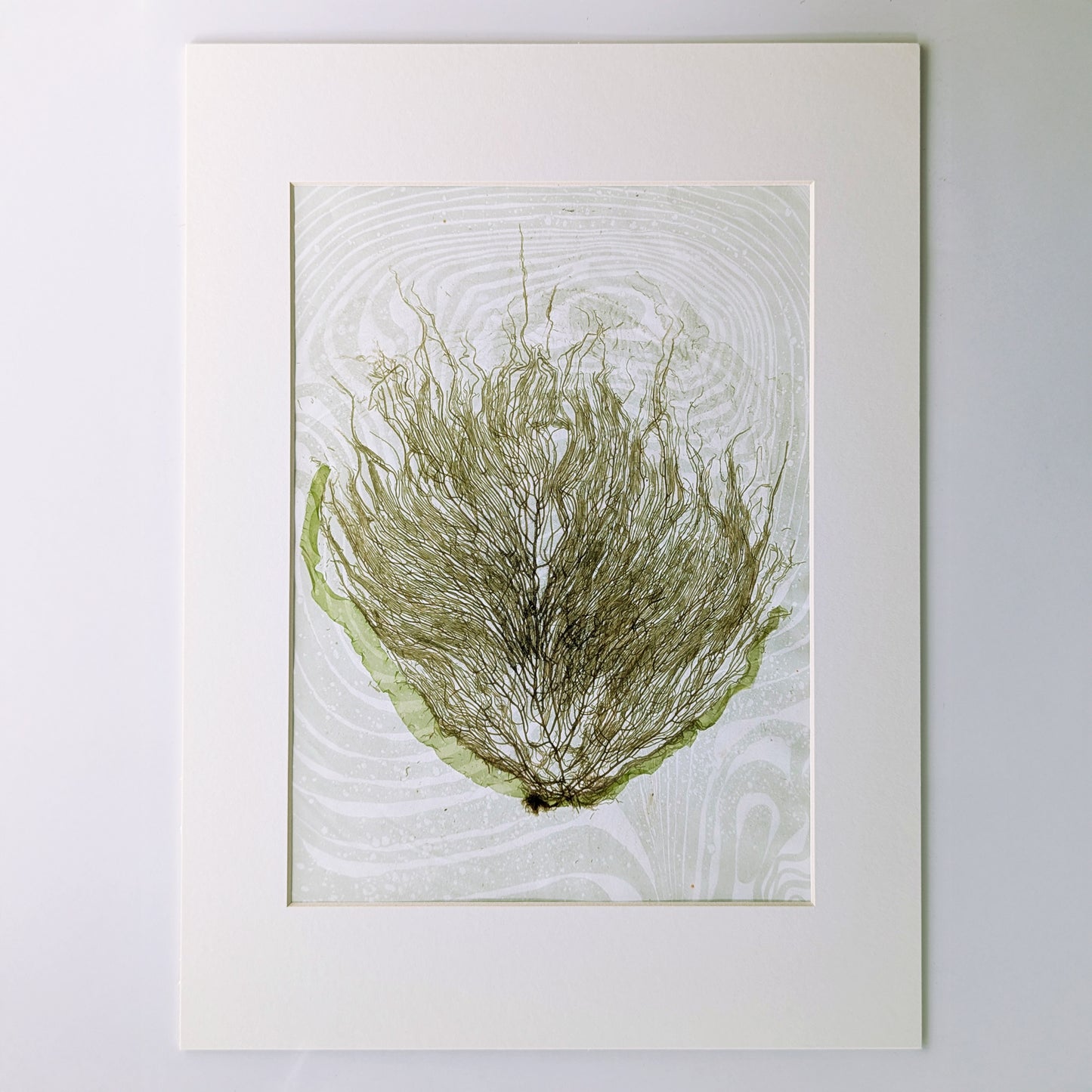 Pressed olive-toned seaweed from Gerard Point mounted vertically on soft mint green suminagashi marbled paper in a 12x16 archival mat.