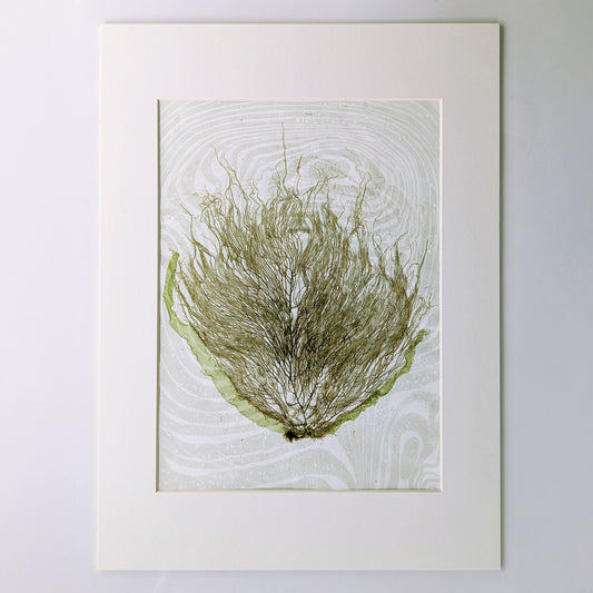 Pressed olive-toned seaweed from Gerard Point mounted vertically on soft mint green suminagashi marbled paper in a 12x16 archival mat.